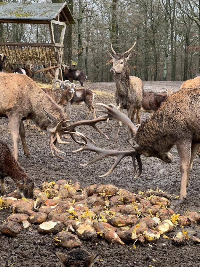 Ferienhaus Waldblick Hohenfels-Essingen Eksteriør bilde